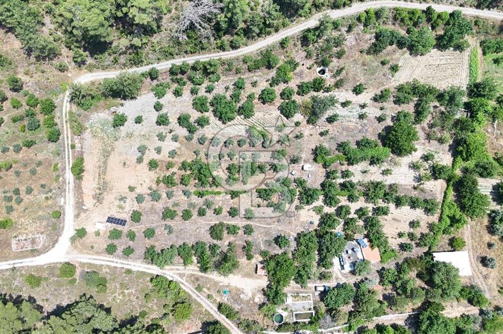 MUĞLA KAVAKLIDERE SALKIM KÖYÜNDE 13.225 m2 SATILIK CEVİZ BAHÇESİ