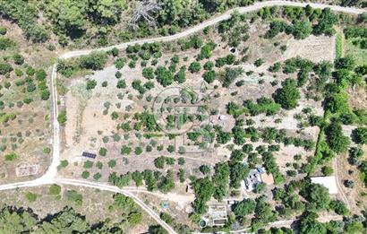 MUĞLA KAVAKLIDERE SALKIM KÖYÜNDE 13.225 m2 SATILIK CEVİZ BAHÇESİ