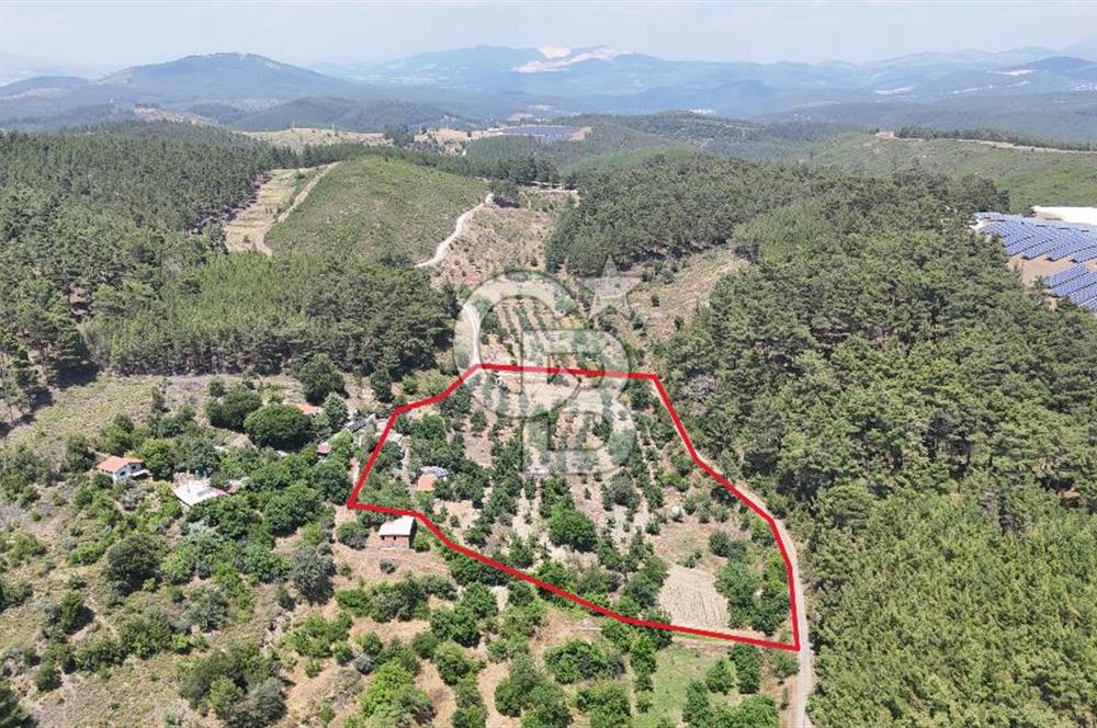 MUĞLA KAVAKLIDERE SALKIM KÖYÜNDE 13.225 m2 SATILIK CEVİZ BAHÇESİ