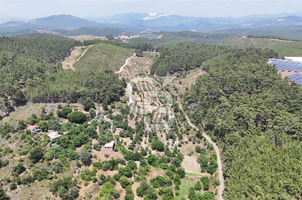 MUĞLA KAVAKLIDERE SALKIM KÖYÜNDE 13.225 m2 SATILIK CEVİZ BAHÇESİ