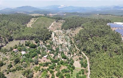 MUĞLA KAVAKLIDERE SALKIM KÖYÜNDE 13.225 m2 SATILIK CEVİZ BAHÇESİ