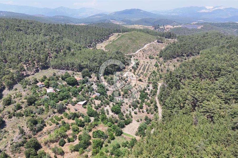 MUĞLA KAVAKLIDERE SALKIM KÖYÜNDE 13.225 m2 SATILIK CEVİZ BAHÇESİ