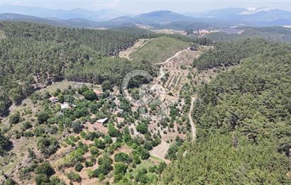 MUĞLA KAVAKLIDERE SALKIM KÖYÜNDE 13.225 m2 SATILIK CEVİZ BAHÇESİ
