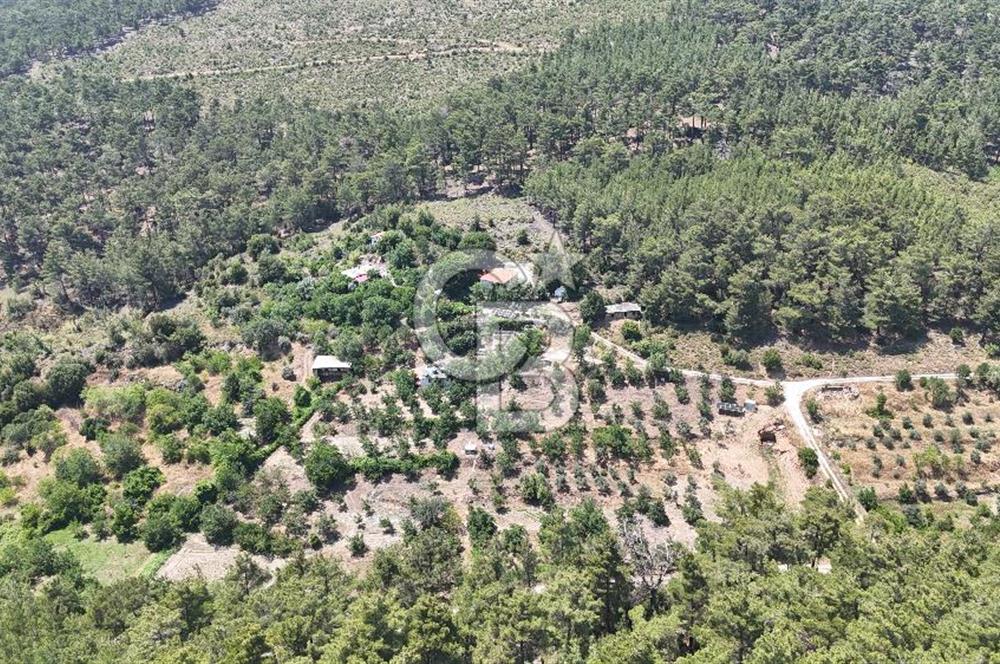 MUĞLA KAVAKLIDERE SALKIM KÖYÜNDE 13.225 m2 SATILIK CEVİZ BAHÇESİ