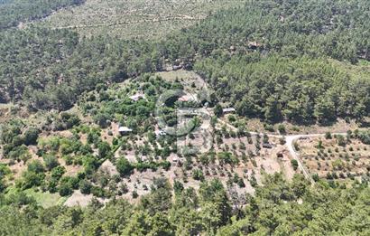 MUĞLA KAVAKLIDERE SALKIM KÖYÜNDE 13.225 m2 SATILIK CEVİZ BAHÇESİ