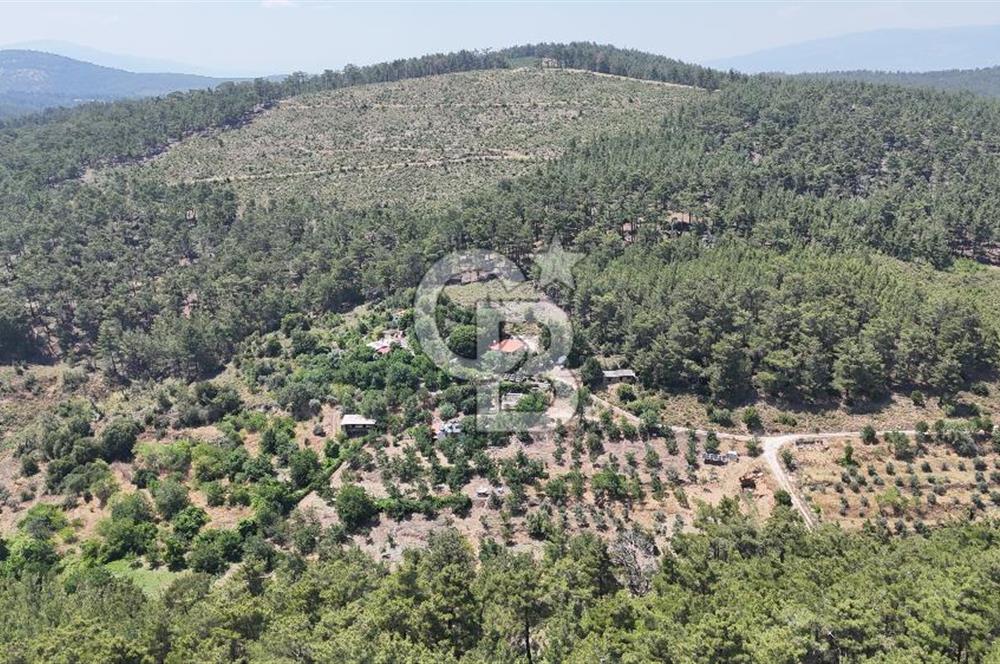 MUĞLA KAVAKLIDERE SALKIM KÖYÜNDE 13.225 m2 SATILIK CEVİZ BAHÇESİ