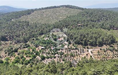 MUĞLA KAVAKLIDERE SALKIM KÖYÜNDE 13.225 m2 SATILIK CEVİZ BAHÇESİ