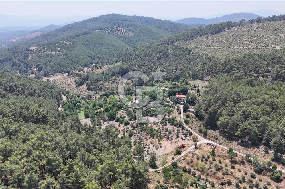 MUĞLA KAVAKLIDERE SALKIM KÖYÜNDE 13.225 m2 SATILIK CEVİZ BAHÇESİ