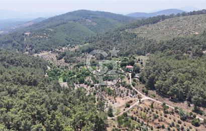 MUĞLA KAVAKLIDERE SALKIM KÖYÜNDE 13.225 m2 SATILIK CEVİZ BAHÇESİ