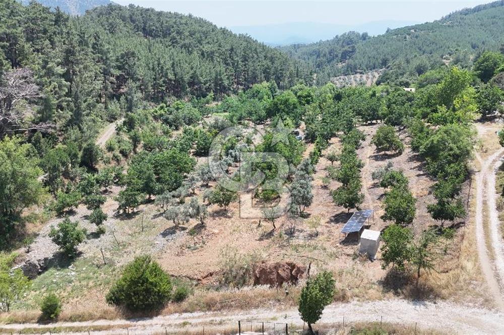 MUĞLA KAVAKLIDERE SALKIM KÖYÜNDE 13.225 m2 SATILIK CEVİZ BAHÇESİ