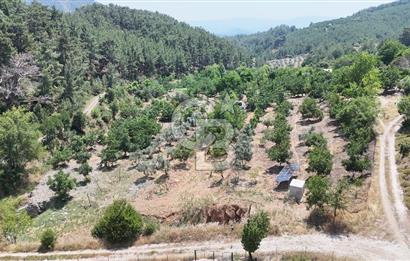 MUĞLA KAVAKLIDERE SALKIM KÖYÜNDE 13.225 m2 SATILIK CEVİZ BAHÇESİ