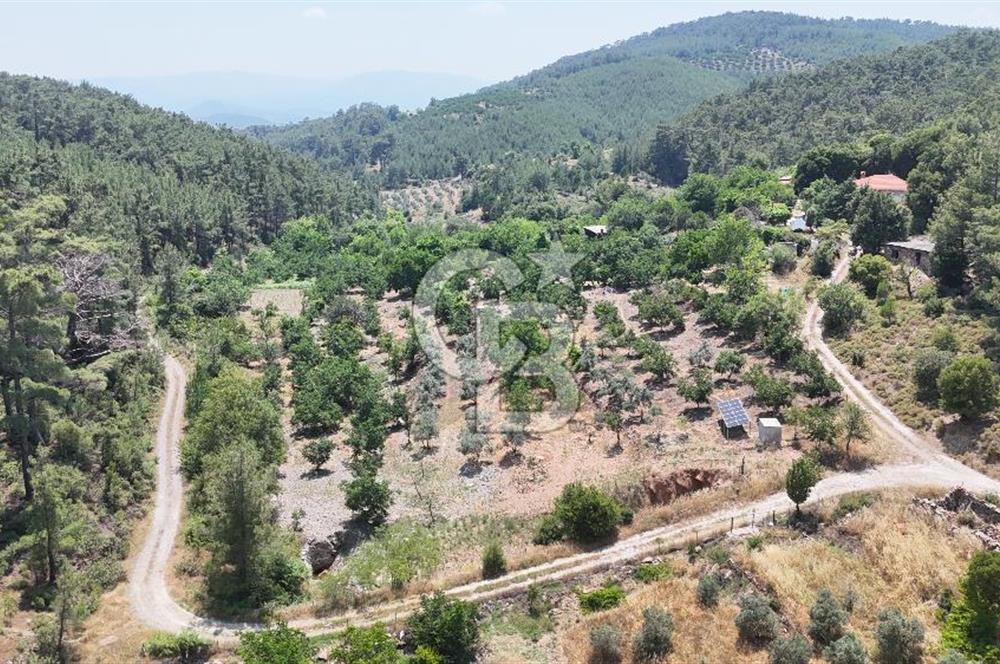 MUĞLA KAVAKLIDERE SALKIM KÖYÜNDE 13.225 m2 SATILIK CEVİZ BAHÇESİ