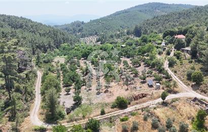 MUĞLA KAVAKLIDERE SALKIM KÖYÜNDE 13.225 m2 SATILIK CEVİZ BAHÇESİ