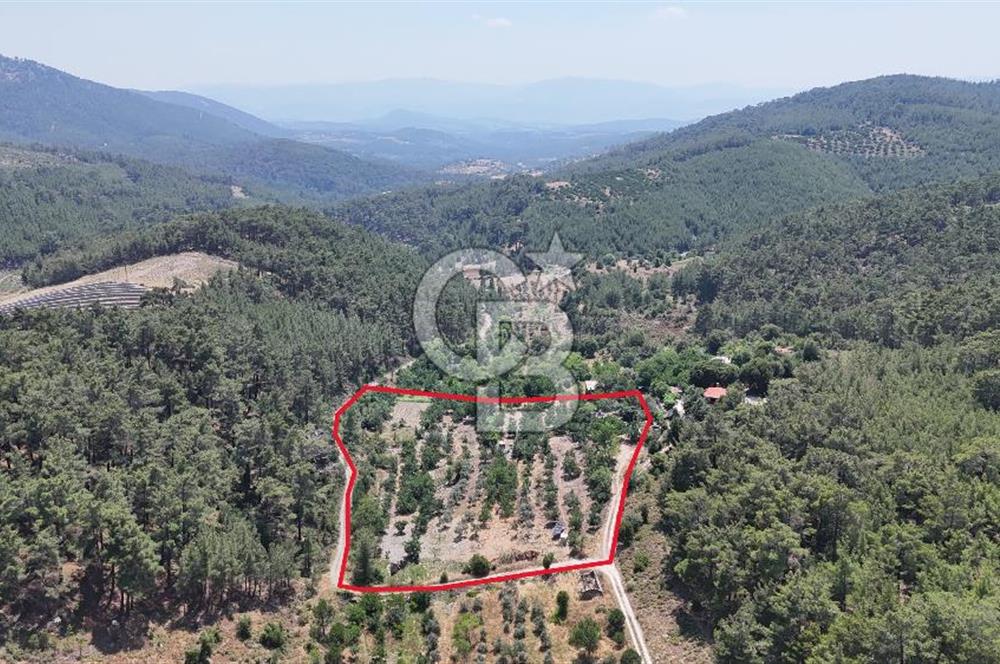MUĞLA KAVAKLIDERE SALKIM KÖYÜNDE 13.225 m2 SATILIK CEVİZ BAHÇESİ