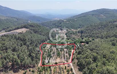 MUĞLA KAVAKLIDERE SALKIM KÖYÜNDE 13.225 m2 SATILIK CEVİZ BAHÇESİ