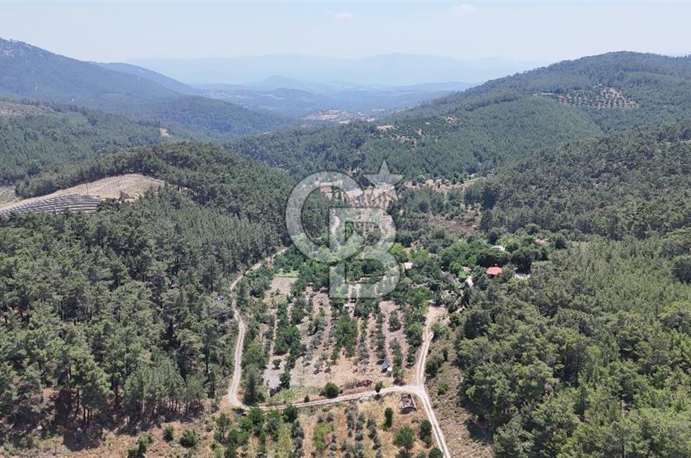 MUĞLA KAVAKLIDERE SALKIM KÖYÜNDE 13.225 m2 SATILIK CEVİZ BAHÇESİ