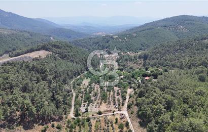 MUĞLA KAVAKLIDERE SALKIM KÖYÜNDE 13.225 m2 SATILIK CEVİZ BAHÇESİ