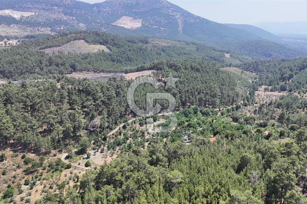 MUĞLA KAVAKLIDERE SALKIM KÖYÜNDE 13.225 m2 SATILIK CEVİZ BAHÇESİ