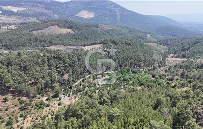 MUĞLA KAVAKLIDERE SALKIM KÖYÜNDE 13.225 m2 SATILIK CEVİZ BAHÇESİ