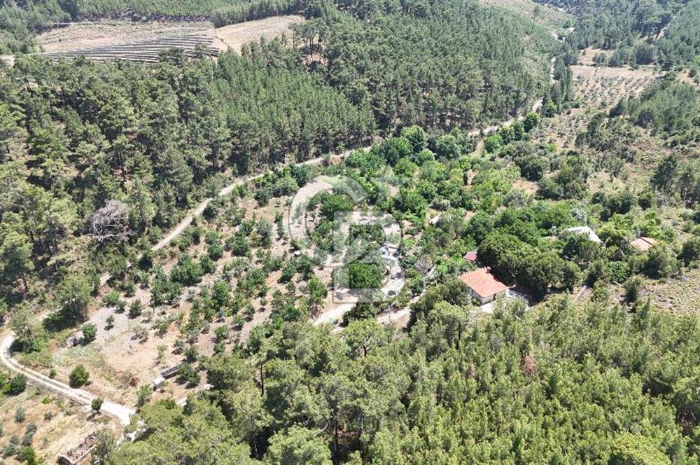 MUĞLA KAVAKLIDERE SALKIM KÖYÜNDE 13.225 m2 SATILIK CEVİZ BAHÇESİ