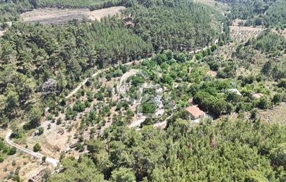 MUĞLA KAVAKLIDERE SALKIM KÖYÜNDE 13.225 m2 SATILIK CEVİZ BAHÇESİ