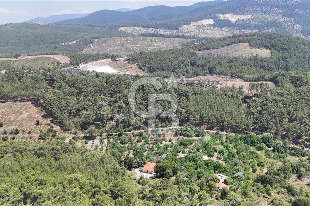 MUĞLA KAVAKLIDERE SALKIM KÖYÜNDE 13.225 m2 SATILIK CEVİZ BAHÇESİ