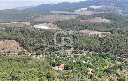MUĞLA KAVAKLIDERE SALKIM KÖYÜNDE 13.225 m2 SATILIK CEVİZ BAHÇESİ