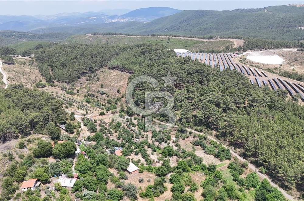 MUĞLA KAVAKLIDERE SALKIM KÖYÜNDE 13.225 m2 SATILIK CEVİZ BAHÇESİ