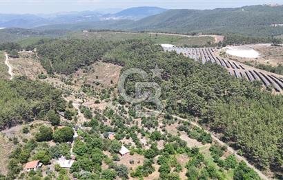 MUĞLA KAVAKLIDERE SALKIM KÖYÜNDE 13.225 m2 SATILIK CEVİZ BAHÇESİ