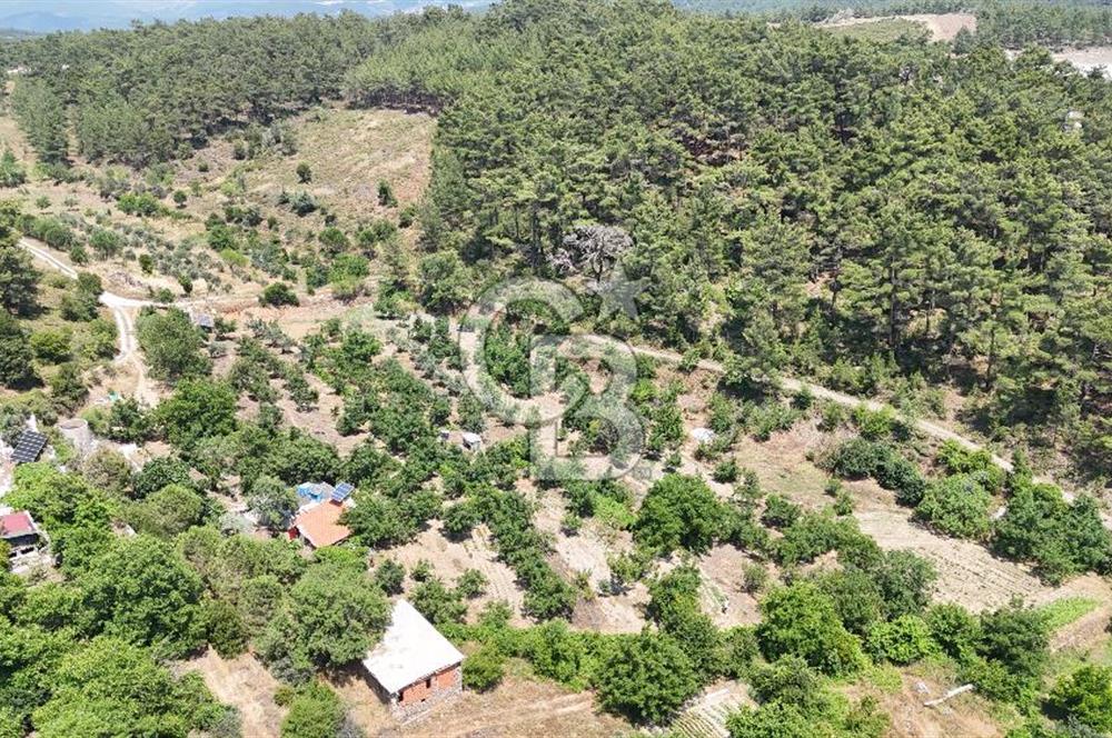 MUĞLA KAVAKLIDERE SALKIM KÖYÜNDE 13.225 m2 SATILIK CEVİZ BAHÇESİ
