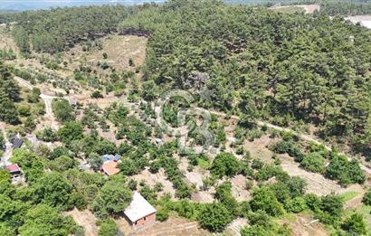 MUĞLA KAVAKLIDERE SALKIM KÖYÜNDE 13.225 m2 SATILIK CEVİZ BAHÇESİ