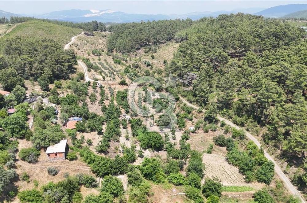MUĞLA KAVAKLIDERE SALKIM KÖYÜNDE 13.225 m2 SATILIK CEVİZ BAHÇESİ