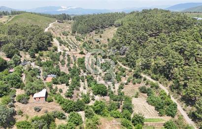 MUĞLA KAVAKLIDERE SALKIM KÖYÜNDE 13.225 m2 SATILIK CEVİZ BAHÇESİ