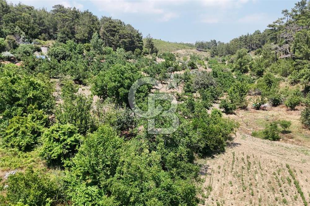 MUĞLA KAVAKLIDERE SALKIM KÖYÜNDE 13.225 m2 SATILIK CEVİZ BAHÇESİ