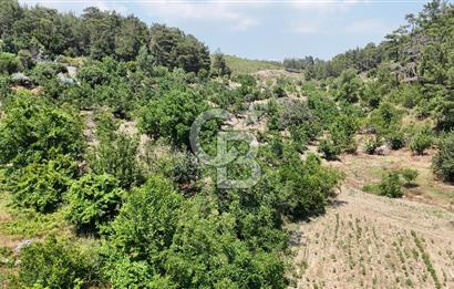 MUĞLA KAVAKLIDERE SALKIM KÖYÜNDE 13.225 m2 SATILIK CEVİZ BAHÇESİ