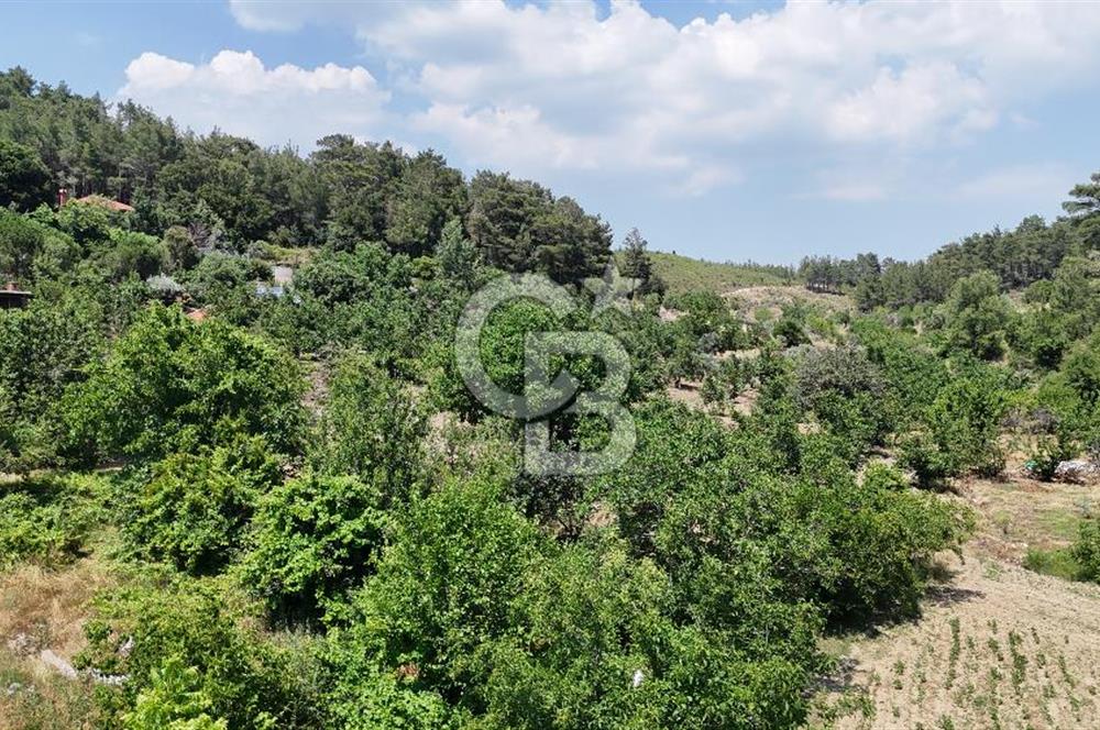 MUĞLA KAVAKLIDERE SALKIM KÖYÜNDE 13.225 m2 SATILIK CEVİZ BAHÇESİ