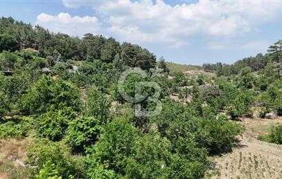 MUĞLA KAVAKLIDERE SALKIM KÖYÜNDE 13.225 m2 SATILIK CEVİZ BAHÇESİ