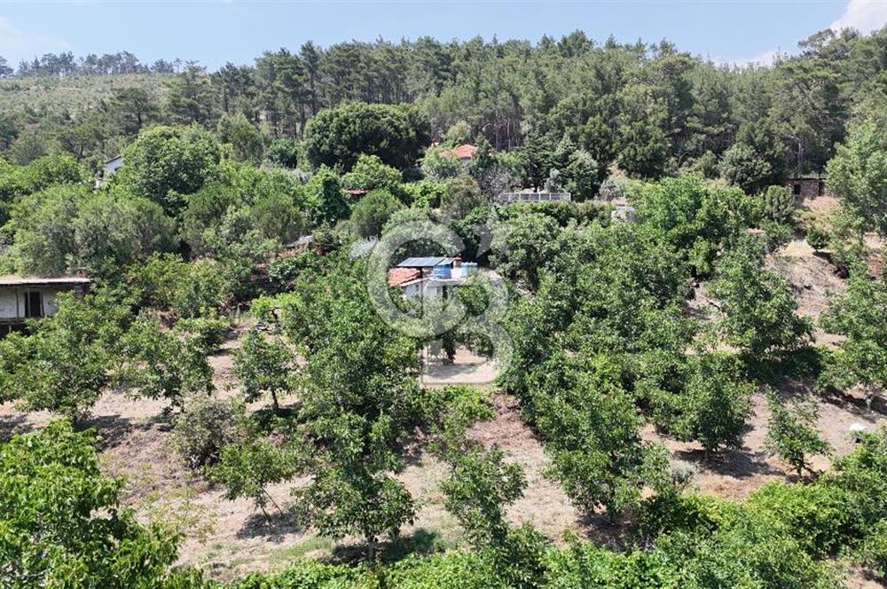 MUĞLA KAVAKLIDERE SALKIM KÖYÜNDE 13.225 m2 SATILIK CEVİZ BAHÇESİ
