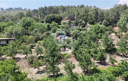 MUĞLA KAVAKLIDERE SALKIM KÖYÜNDE 13.225 m2 SATILIK CEVİZ BAHÇESİ
