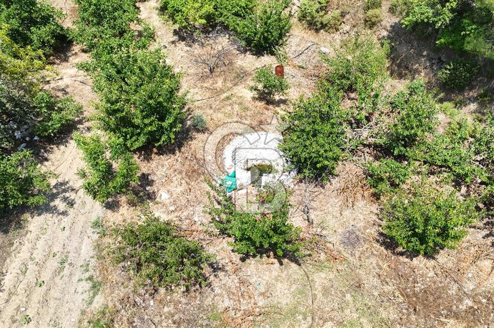 MUĞLA KAVAKLIDERE SALKIM KÖYÜNDE 13.225 m2 SATILIK CEVİZ BAHÇESİ