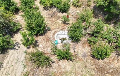 MUĞLA KAVAKLIDERE SALKIM KÖYÜNDE 13.225 m2 SATILIK CEVİZ BAHÇESİ