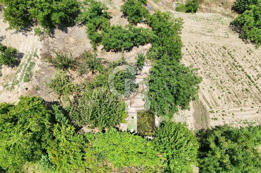 MUĞLA KAVAKLIDERE SALKIM KÖYÜNDE 13.225 m2 SATILIK CEVİZ BAHÇESİ