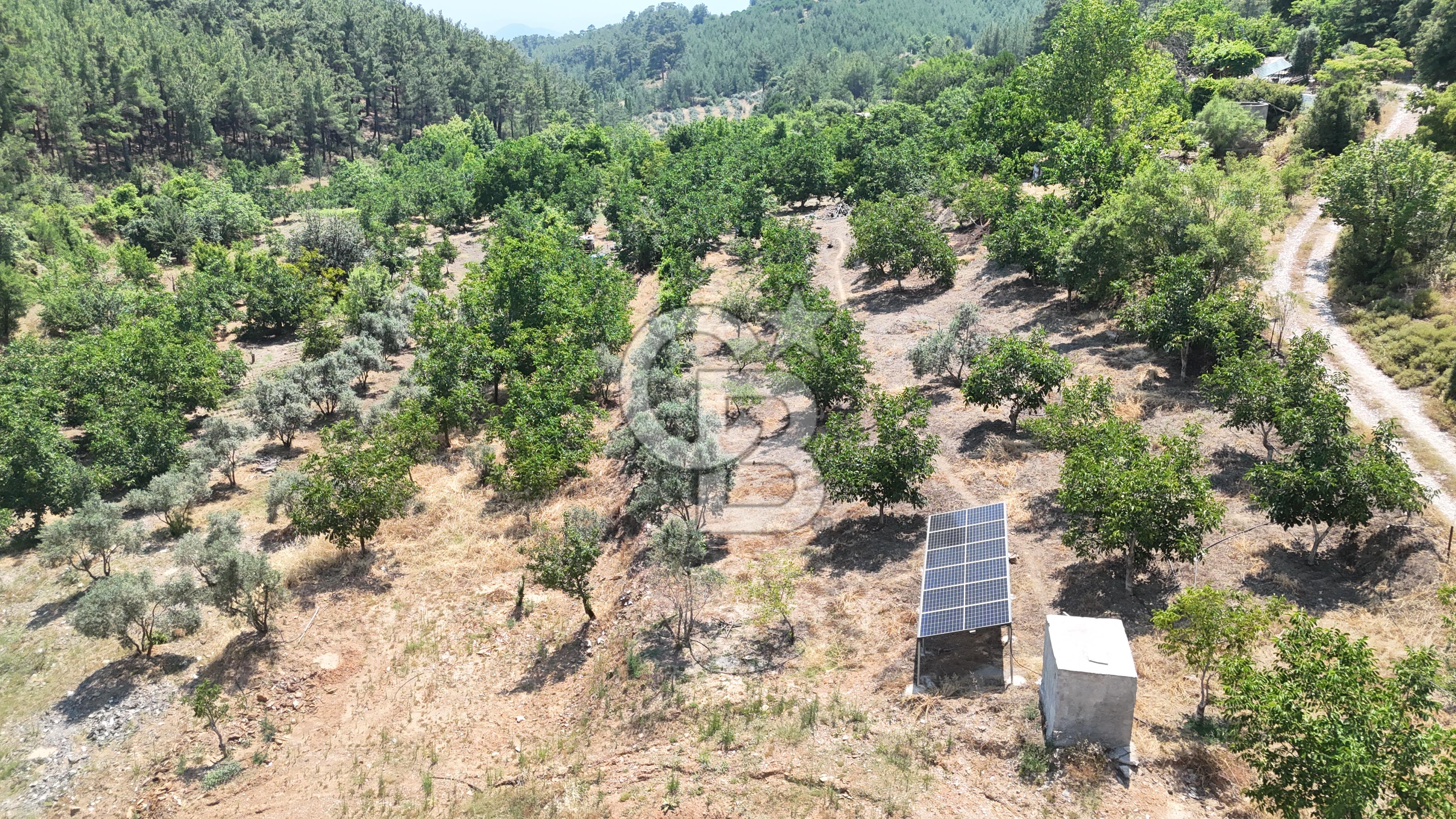 MUĞLA KAVAKLIDERE SALKIM KÖYÜNDE 13.225 m2 SATILIK CEVİZ BAHÇESİ