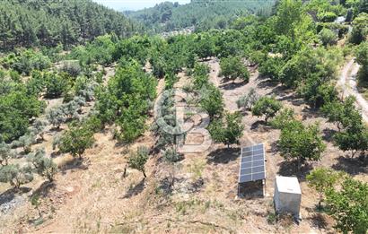 MUĞLA KAVAKLIDERE SALKIM KÖYÜNDE 13.225 m2 SATILIK CEVİZ BAHÇESİ