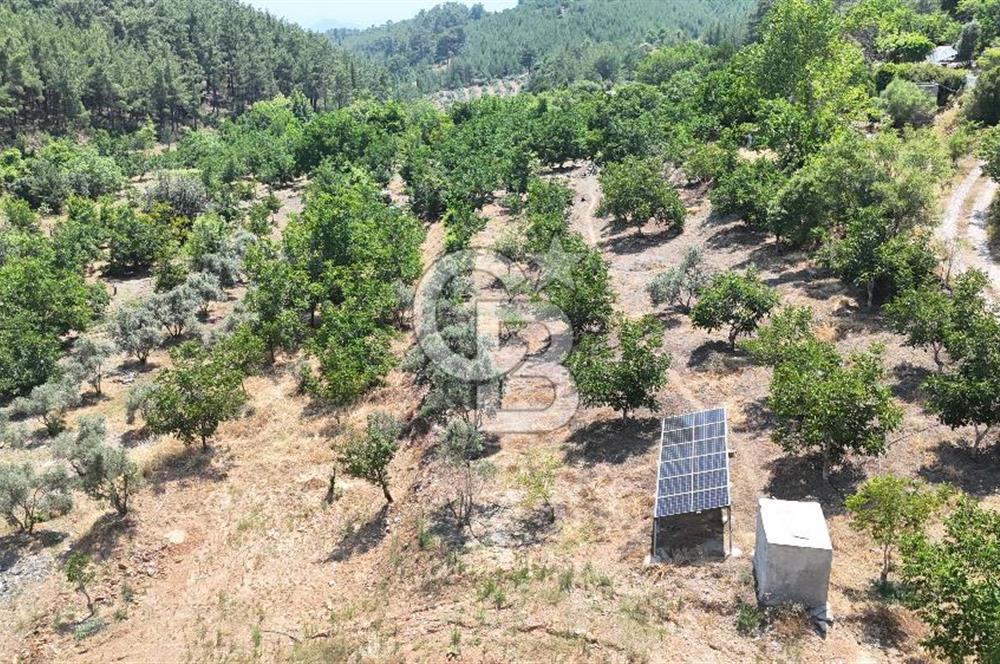 MUĞLA KAVAKLIDERE SALKIM KÖYÜNDE 13.225 m2 SATILIK CEVİZ BAHÇESİ
