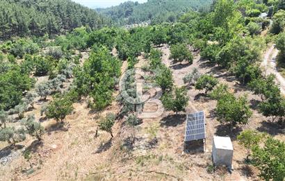 MUĞLA KAVAKLIDERE SALKIM KÖYÜNDE 13.225 m2 SATILIK CEVİZ BAHÇESİ