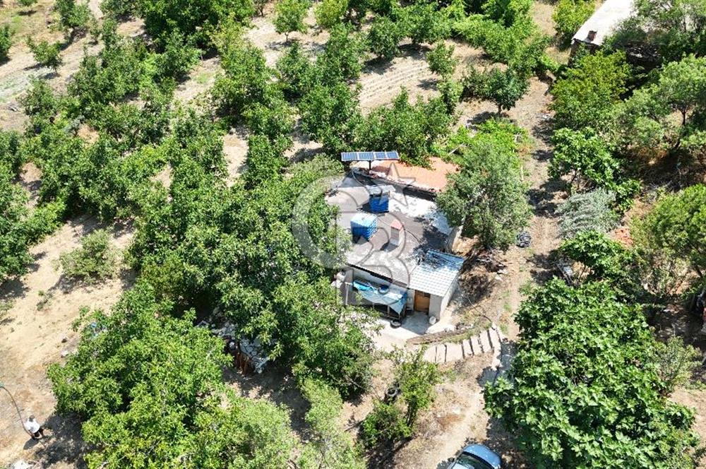 MUĞLA KAVAKLIDERE SALKIM KÖYÜNDE 13.225 m2 SATILIK CEVİZ BAHÇESİ