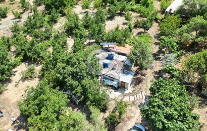 MUĞLA KAVAKLIDERE SALKIM KÖYÜNDE 13.225 m2 SATILIK CEVİZ BAHÇESİ