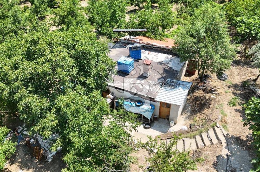MUĞLA KAVAKLIDERE SALKIM KÖYÜNDE 13.225 m2 SATILIK CEVİZ BAHÇESİ