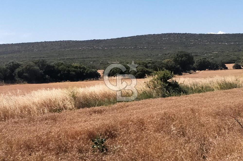 ANA ASFALTA SIFIR | KUPON PARSEL | TOPLAM 2.889 m²